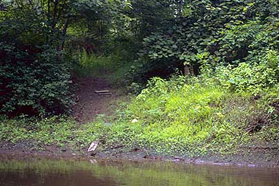 The Put-in/Take-out at Cherry Street, from the River